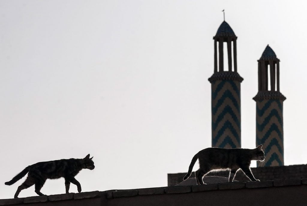 koty na dachu,stare miasto,Yazd,Iran
