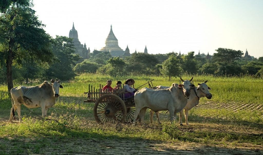 ludzie,bydło,kolaska,pagody,bagan,birma