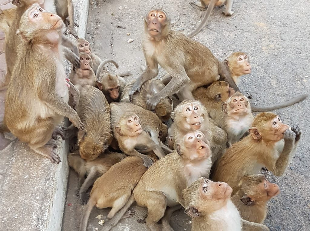 makaki,Tajlandia,małpy