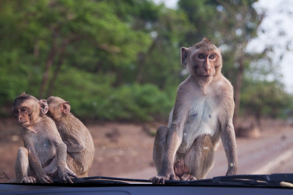 Makaki,Tajlandia,małpy