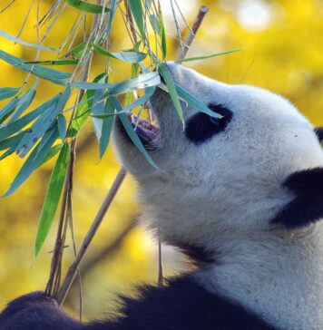 Czy warto kupić Japan Rail Pass?